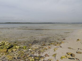 Oyster shells on Towra Beach in Towra Point Nature Reserve Photo John Spencer amp copy OEH