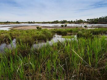 Wetlands Towra Point Nature Reserve Photo John Spencer NSW Government