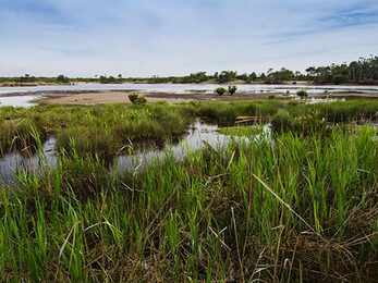 Wetlands Towra Point Nature Reserve Photo John Spencer NSW Government